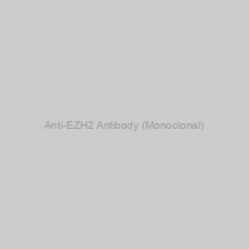 Image of Anti-EZH2 Antibody (Monoclonal)